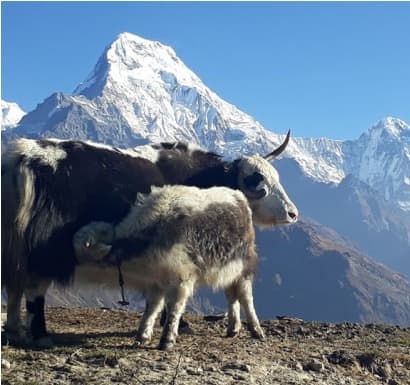 Mardi Himal Trek