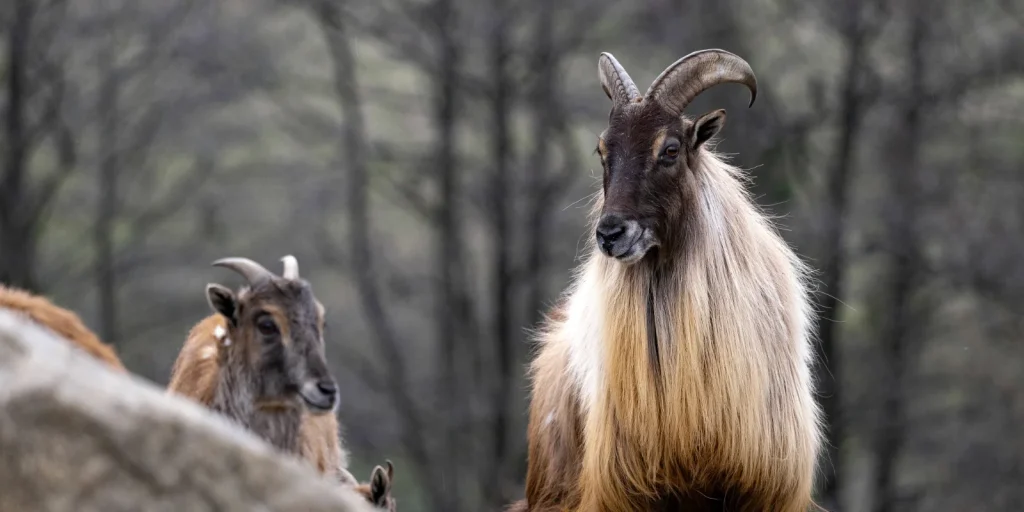 Rolwaling Trek Mountain Tahr