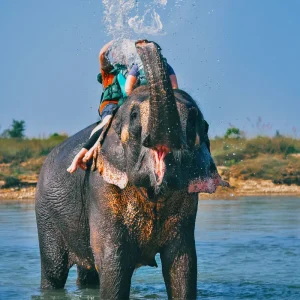 Kathmandu Chitwan Jungle Safari Tours